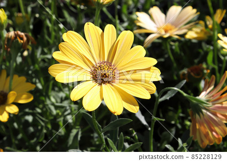 Daisybushes blooming outdoors in the summer sunlight Daisybushes blooming outdoors in the summer sunlight 85228129