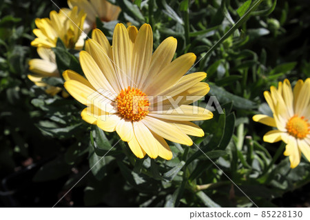 Daisybushes blooming outdoors in the summer sunlight Daisybushes blooming outdoors in the summer sunlight 85228130