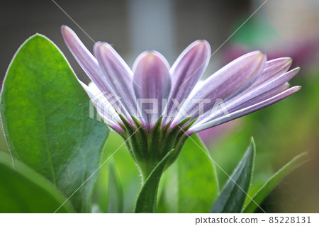 Side view of pink and purple striped osteospermum Side view of pink and purple striped osteospermum 85228131