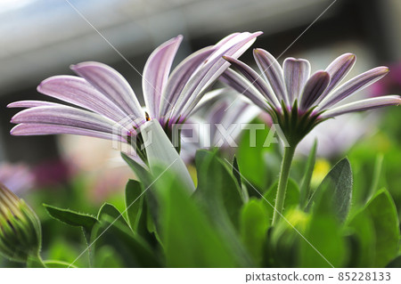 Closeup of pink and purple striped osteospermums Closeup of pink and purple striped osteospermums 85228133