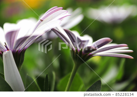 Closeup of pink and purple striped osteospermum from the side Closeup of pink and purple striped osteospermum from the side 85228134