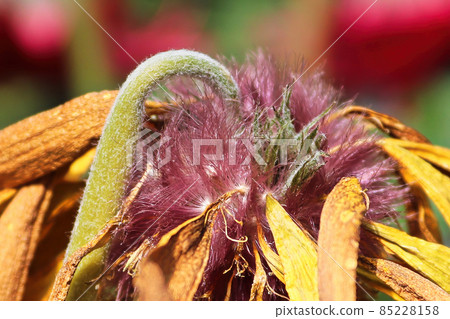Closeup of the seed tufts on gerbera after blooming Closeup of the seed tufts on gerbera after blooming 85228158