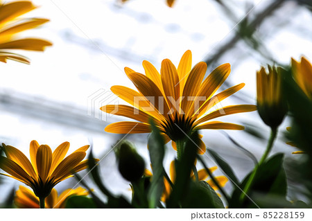 Bottom view of multiple yellow African Daisies Bottom view of multiple yellow African Daisies 85228159