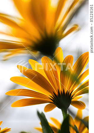 Vertical of yellow translucent African Daisies blooming 85228161