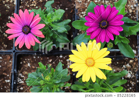 Three different colored Africian Daisies bloom in pots 85228165