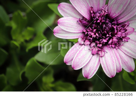 Macro of the center of a Asteraceae flower 85228166