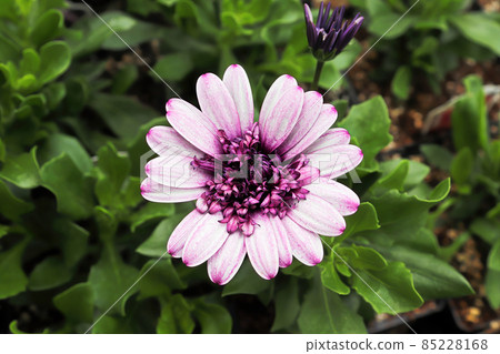 Delicate petals on a purple and pink daisybush Delicate petals on a purple and pink daisybush 85228168