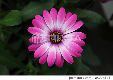 Background of a pink daisybush flower in bloom Background of a pink daisybush flower in bloom 85228171