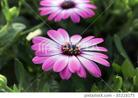 Background of two pink and white African Daisies 85228175