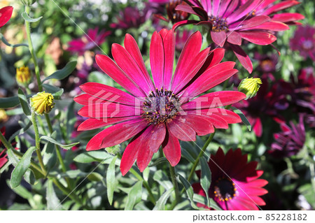 Bright fuchsia colored African Daisies grow in the spring Bright fuchsia colored African Daisies grow in the spring 85228182