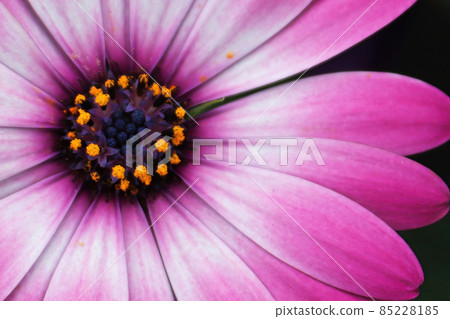 Macro of a single white and pink Aftican Daisy Macro of a single white and pink Aftican Daisy 85228185
