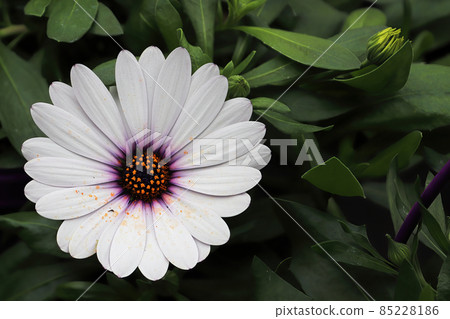 Closeup of a single white and purple Aftican Daisy Closeup of a single white and purple Aftican Daisy 85228186