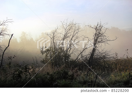 Morning fog rising off a marsh with silhouetted trees Morning fog rising off a marsh with silhouetted trees 85228200