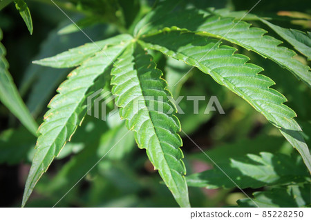 Closeup of Marijuana leaf tips without any buds Closeup of Marijuana leaf tips without any buds 85228250