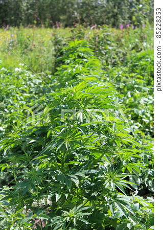 A row of Marijuana plants growing outdoors 85228253