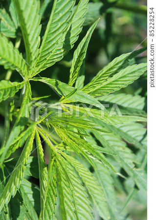 Closeup of Marijuana leave tips without any buds Closeup of Marijuana leave tips without any buds 85228254
