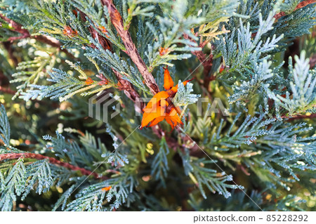 An orange mass of Hawthrown Rust in a juniper tree 85228292