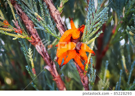 A jelly like ball of Juniper Hawthorn Rust errupts A jelly like ball of Juniper Hawthorn Rust errupts 85228293