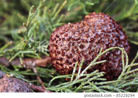 A gall of Juniper Hawthorn Rust on a branch of Juniper 85228294