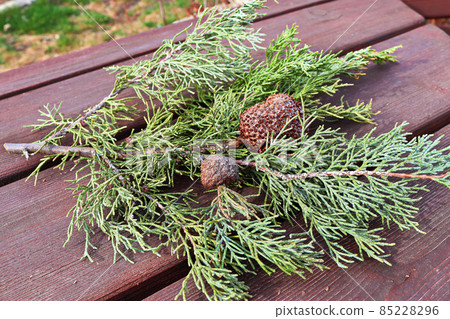 A gall of Juniper Hawthorn Rust on a branch of Juniper A gall of Juniper Hawthorn Rust on a branch of Juniper 85228296