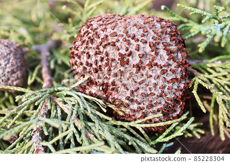 Closeup of Juniper Hawthorn Rust on Cedar Closeup of Juniper Hawthorn Rust on Cedar 85228304