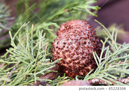 A gall of Juniper Hawthorn Rust on a branch of Juniper A gall of Juniper Hawthorn Rust on a branch of Juniper 85228306