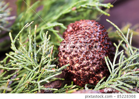 A gall of Juniper Hawthorn Rust on a branch of Juniper A gall of Juniper Hawthorn Rust on a branch of Juniper 85228308