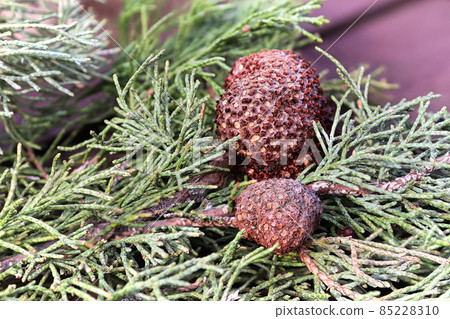 A gall of Juniper Hawthorn Rust on a branch of Juniper A gall of Juniper Hawthorn Rust on a branch of Juniper 85228310