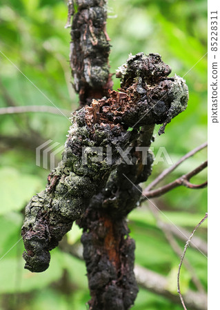 Macro view of black knot on a cherry branch 85228311