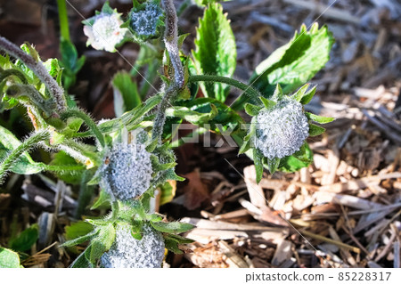 Powdery Mildew fungus covering strawberry flower heads 85228317