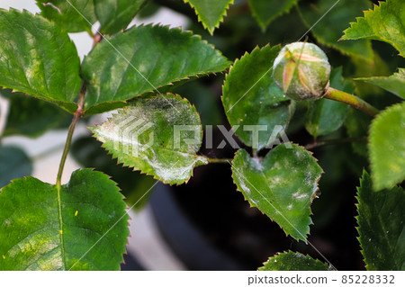 A branch on a rose bush covered in powdery mildew A branch on a rose bush covered in powdery mildew 85228332