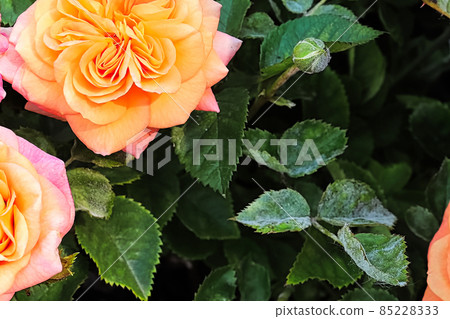 A branch on a rose bush covered in powdery mildew A branch on a rose bush covered in powdery mildew 85228333