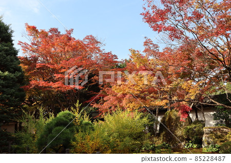 A garden landscape with blue sky, thin clouds, maple trees that turned red, orange, and yellow, trees of various colors and types, rocks, and white walls. 85228487