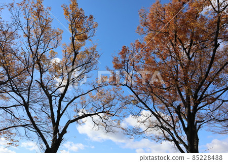 A landscape with a blue sky, white and gray clouds and two large trees that turn brown 85228488