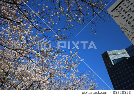 Scenery near Kawasaki Station where cherry blossoms bloom 85228538