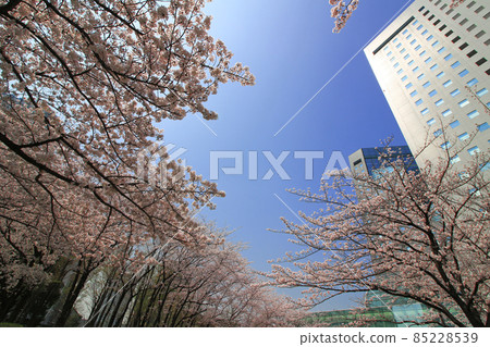 Scenery near Kawasaki Station where cherry blossoms bloom 85228539