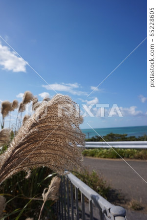 Miyakojima, Okinawa Prefecture Winter sky and Japanese pampas grass Miyakojima, Okinawa Prefecture Winter sky and Japanese pampas grass 85228605