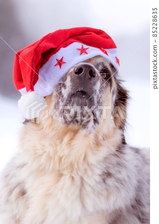Big dog in santa hat sitting on snow forest road 85228635