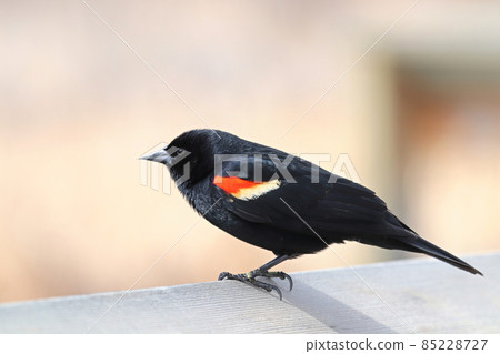 A male red winged blackbird sits on a boardwalk rail 85228727