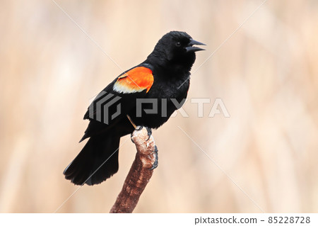 A male redwing blackbird sits on dry cattail reeds A male redwing blackbird sits on dry cattail reeds 85228728