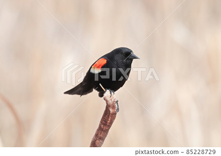 A male redwing blackbird sits on dry cattail reeds 85228729