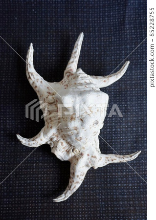 Miyakojima, Okinawa Prefecture Miyako Jofu background shellfish Suiji shellfish 85228755