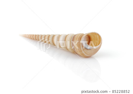 Terebridae auger shell on white with reflection Terebridae auger shell on white with reflection 85228852