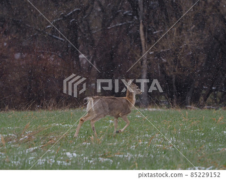 Mule deer running in the meadow in a light snow 85229152