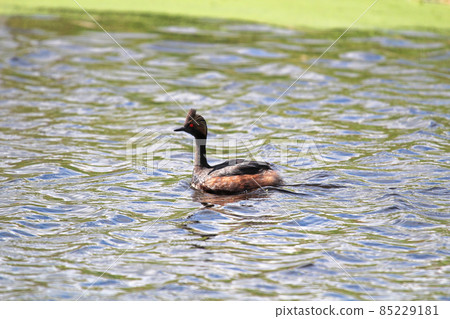 An eared grebe swimming closed to a duck weed shore An eared grebe swimming closed to a duck weed shore 85229181