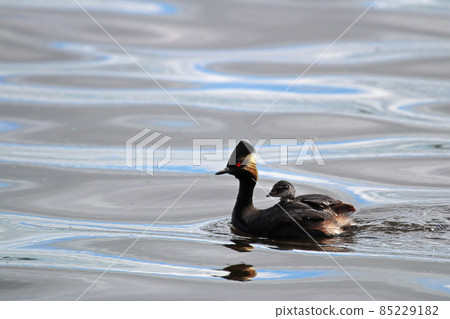 A tiny eared grebe swimming in the water 85229182