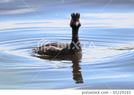 Front portrait of an eared grebe in mirror water 85229183