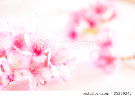 Cherry blossoms Cherry blossoms 85229242