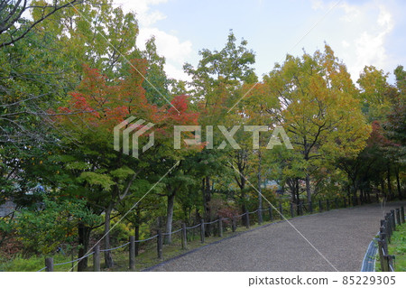 Autumn park Autumn park 85229305