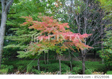 Autumn park Autumn park 85229306